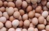 Ho il colesterolo alto: e’ giusto eliminare le uova?